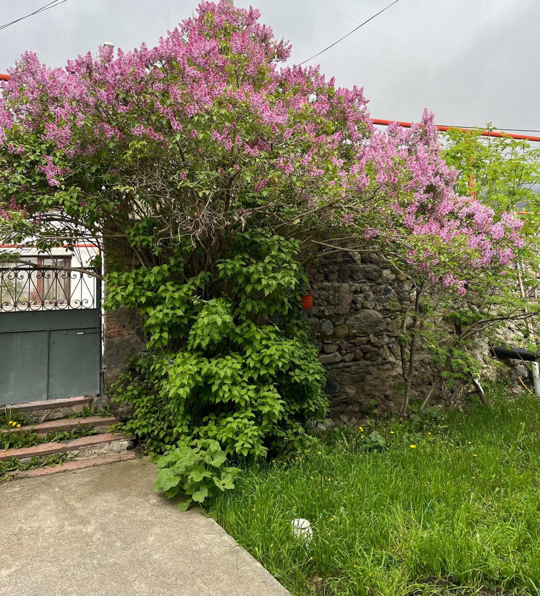 Soso Burduli'S Guesthouse Stepantsminda Exterior foto